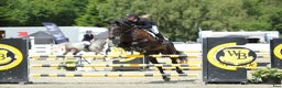 Hoppning hästar till salu: Beautiful mare by Darco - Annons 2