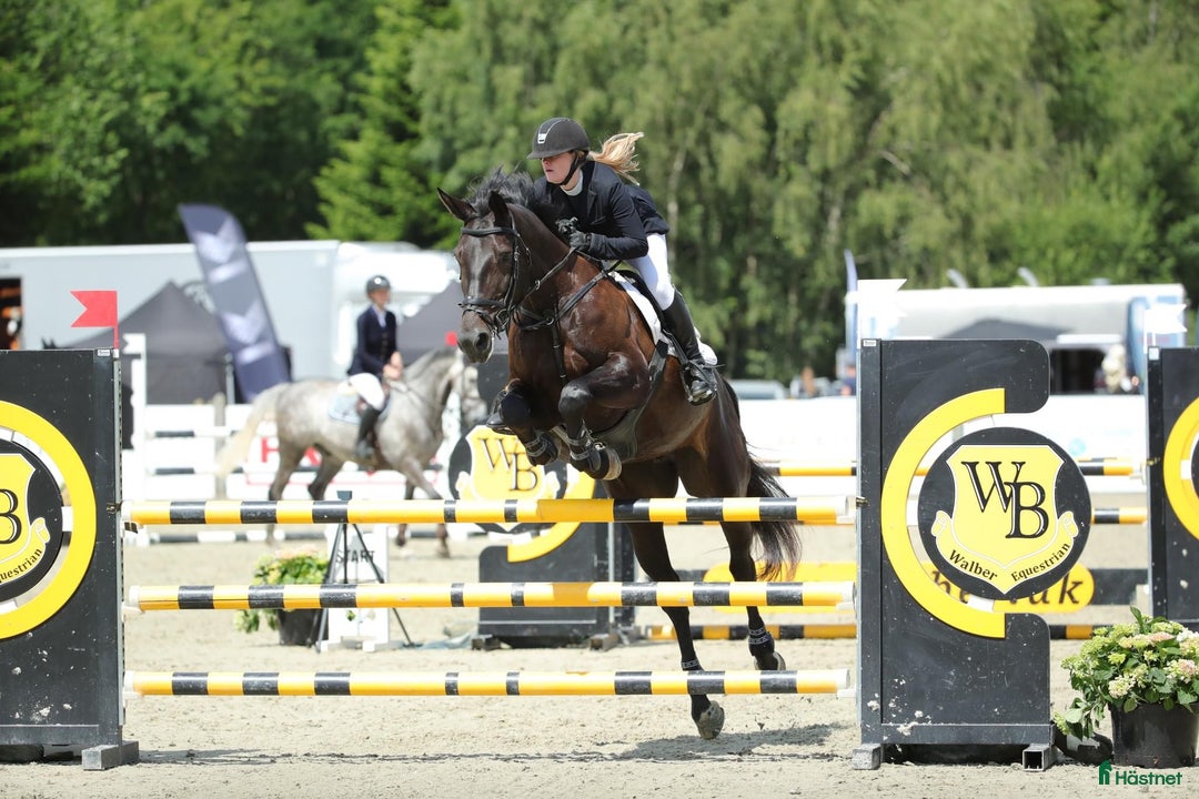 Hoppning hästar till salu: Beautiful mare by Darco - Annons 2