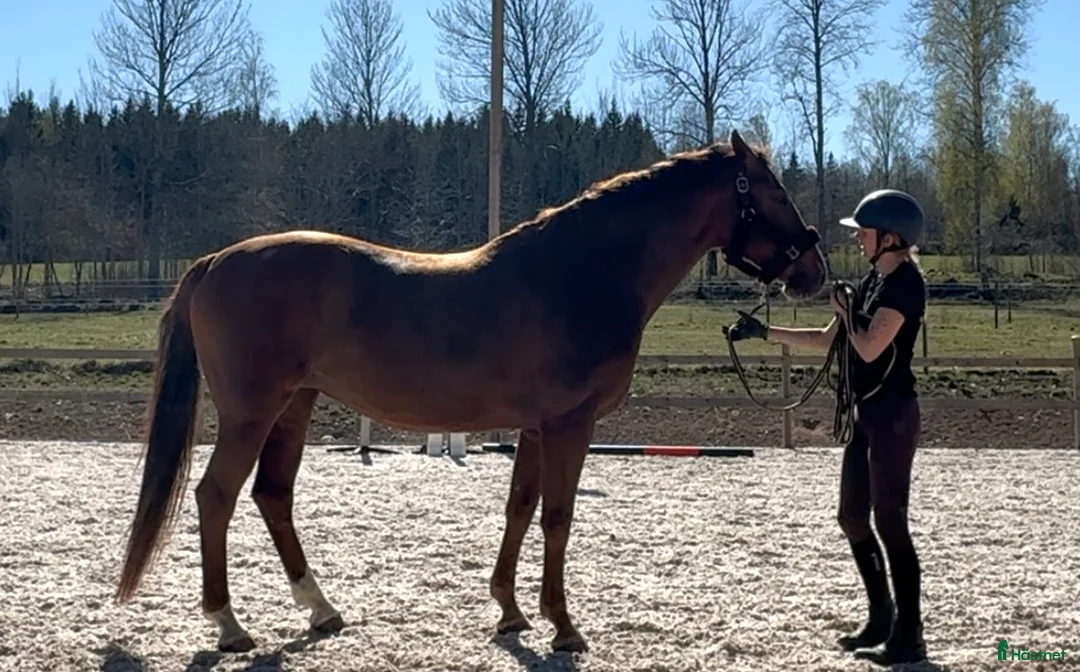 Avelshästar hästar till salu: Hoppstammat sto i Kisa - Annons 2