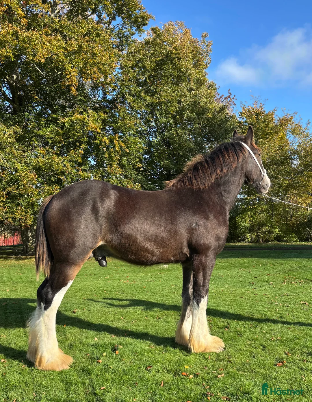 Allround hästar till salu: Shire hingst 1 år  i Klippan - Annons 2