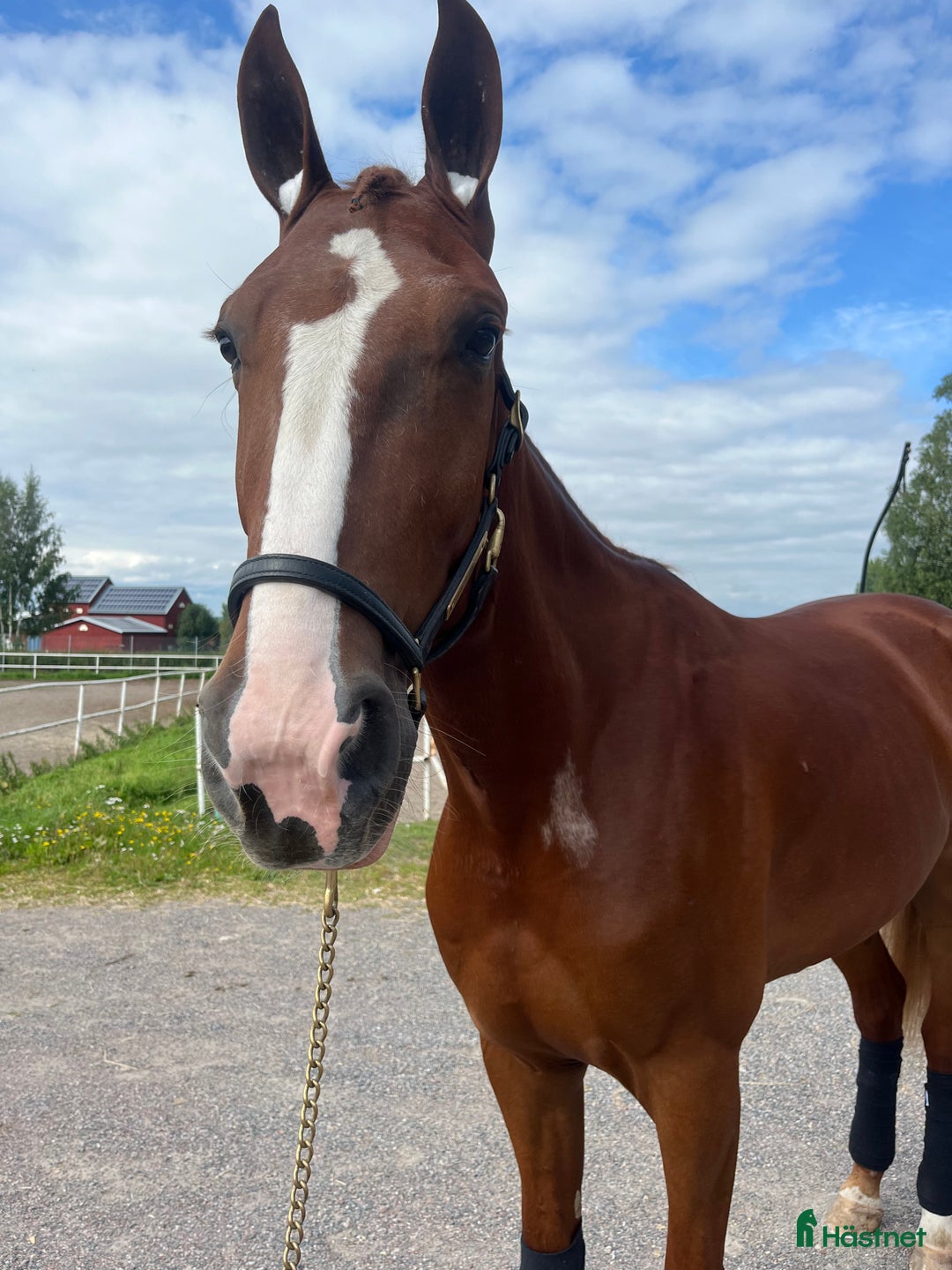 Allround hästar till salu: Världens snällaste guldkille! i Borlänge - Annons 2
