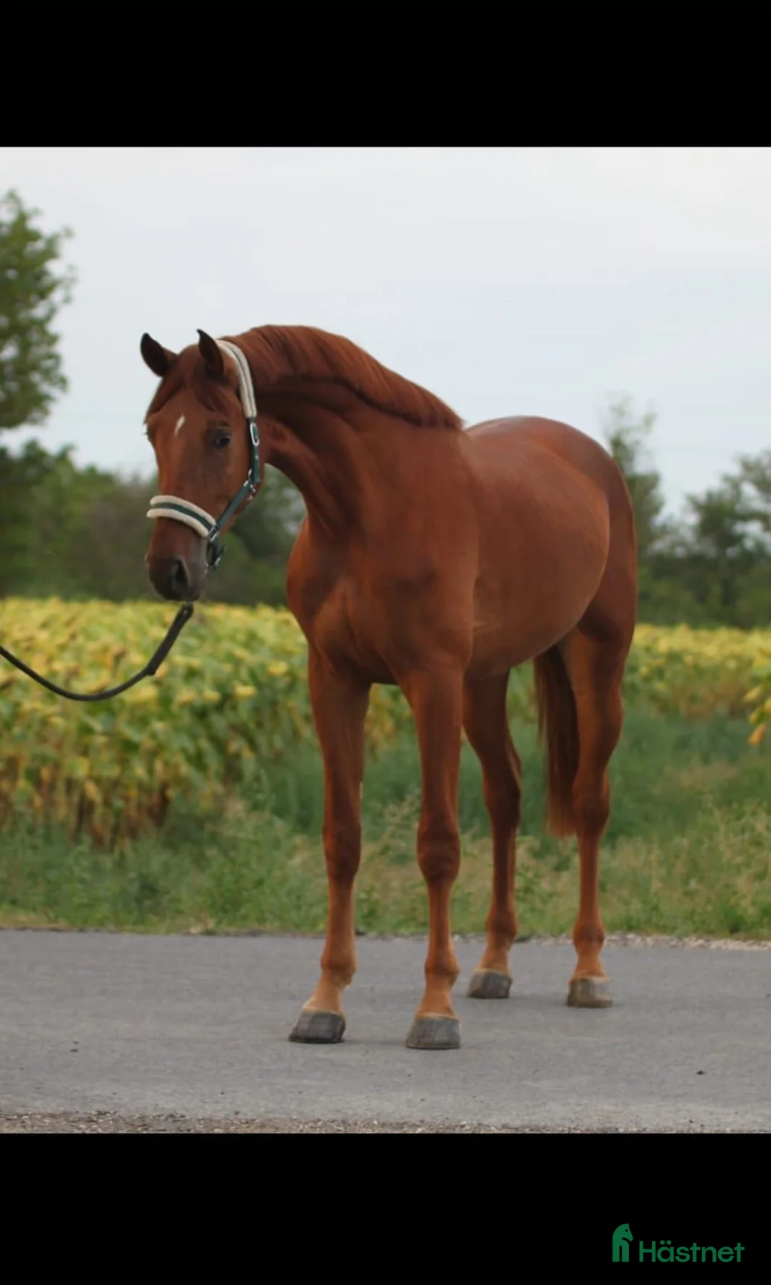 Hoppning hästar till salu: Lovande unghäst för framtiden! - Annons 1