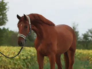 hästar Lovande unghäst för framtiden! - Annons 3