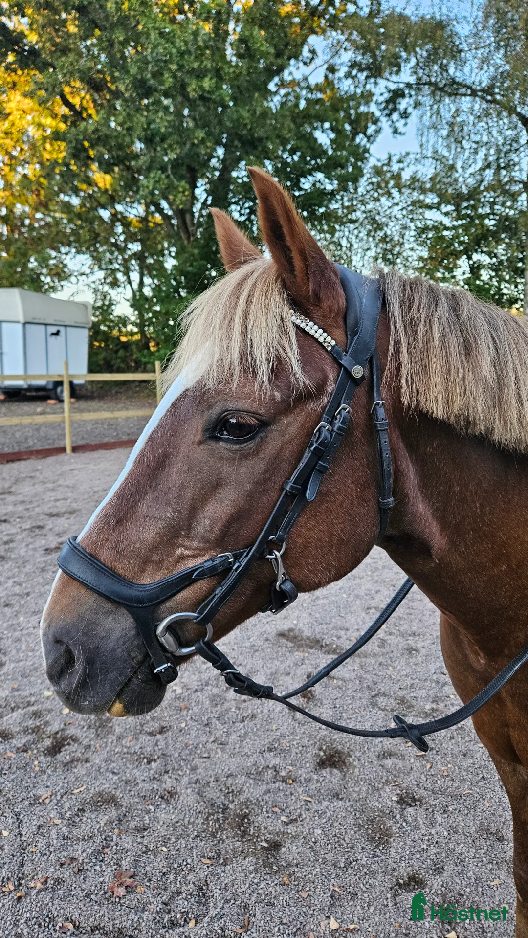 Allround hästar till salu: Fin hobbyhäst! i Billesholm - Annons 2