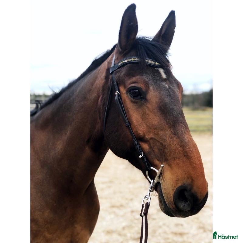  hästar Trevlig allround/hobbyhäst  - Annons 2