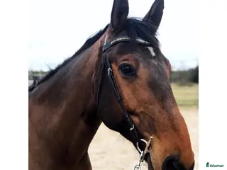 hästar Trevlig allround/hobbyhäst - Annons 2