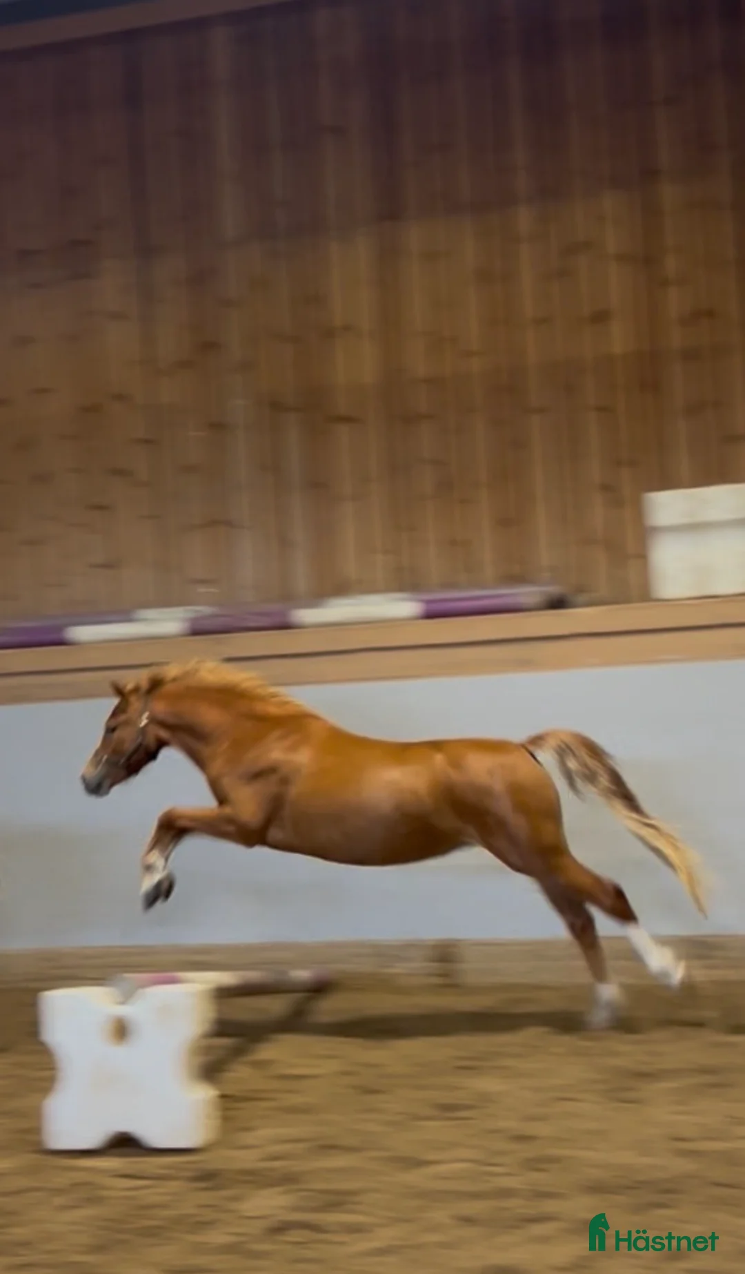 Allround hästar till salu: Sockersött Welsh Mountain sto  - Annons 4