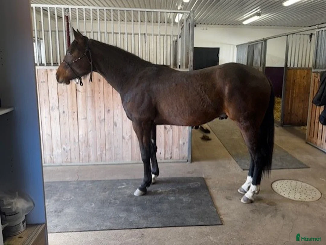 Western hästar till salu: Fin Quartervalack - Annons 5