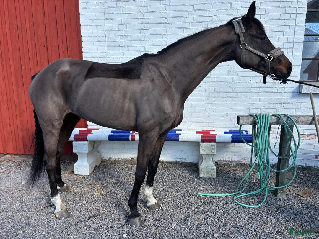 Allround hästar till salu: Bästa vän🩷  - Annons 2