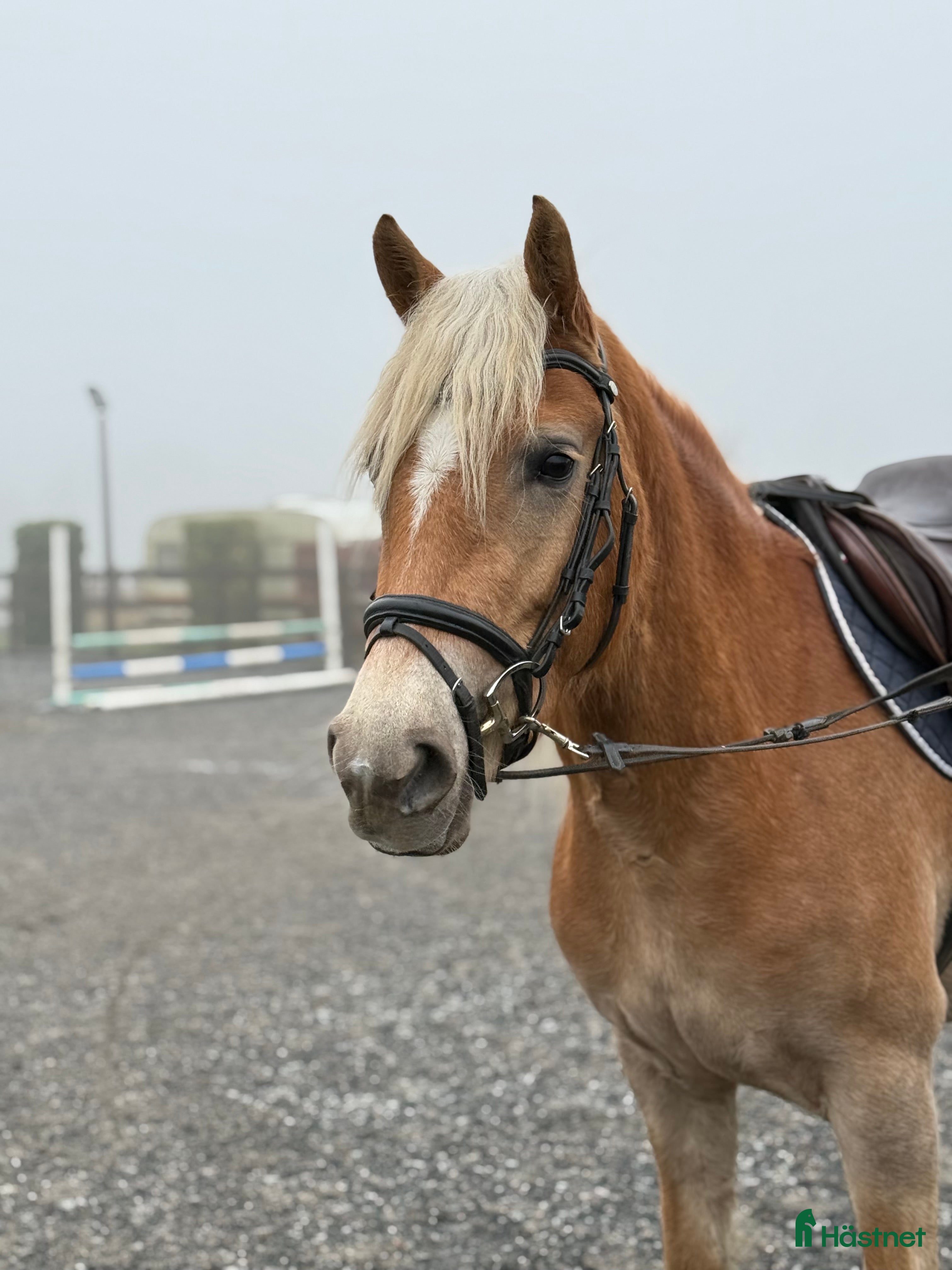  hästar Haflinger med potentiale🤩 - Annons 17