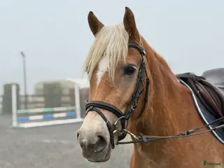 hästar Haflinger med potentiale🤩 - Annons 17