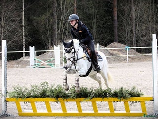 hästar Bästa allround ponnyn i Öjebyn - Annons 2