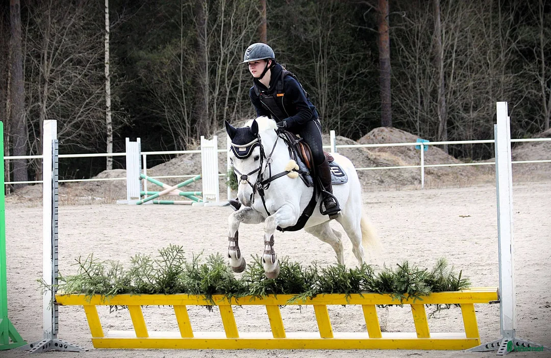 Allround hästar till salu: Bästa allround ponnyn - Annons 1