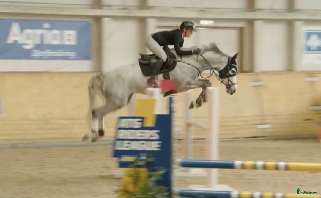 Hoppning hästar till salu: 7 åring Kannan - Cardento  i Flyinge - Annons 4