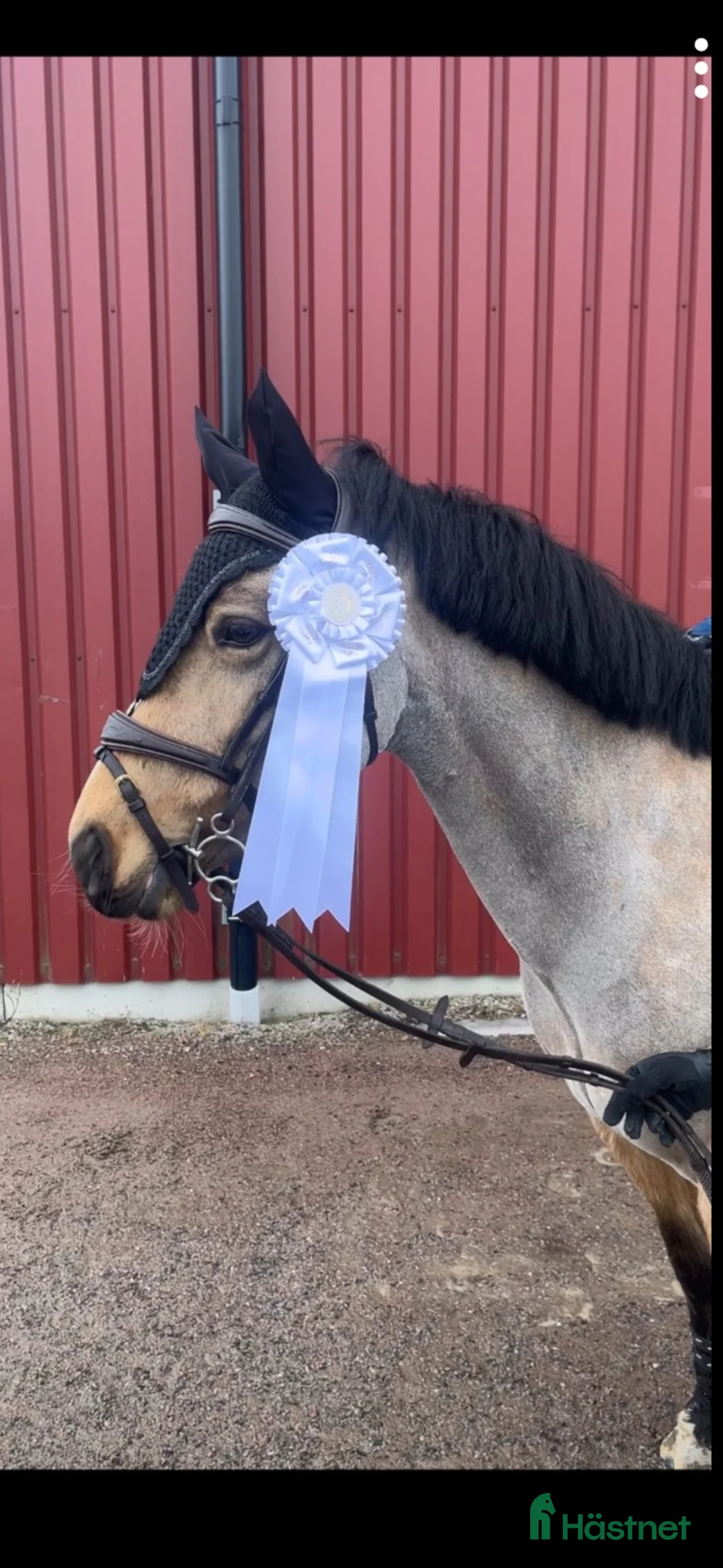 Allround hästar till salu: 6 årigt sto import Irland - Annons 1