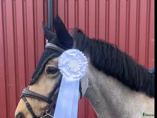 hästar 6 årigt sto import Irland - Annons 7