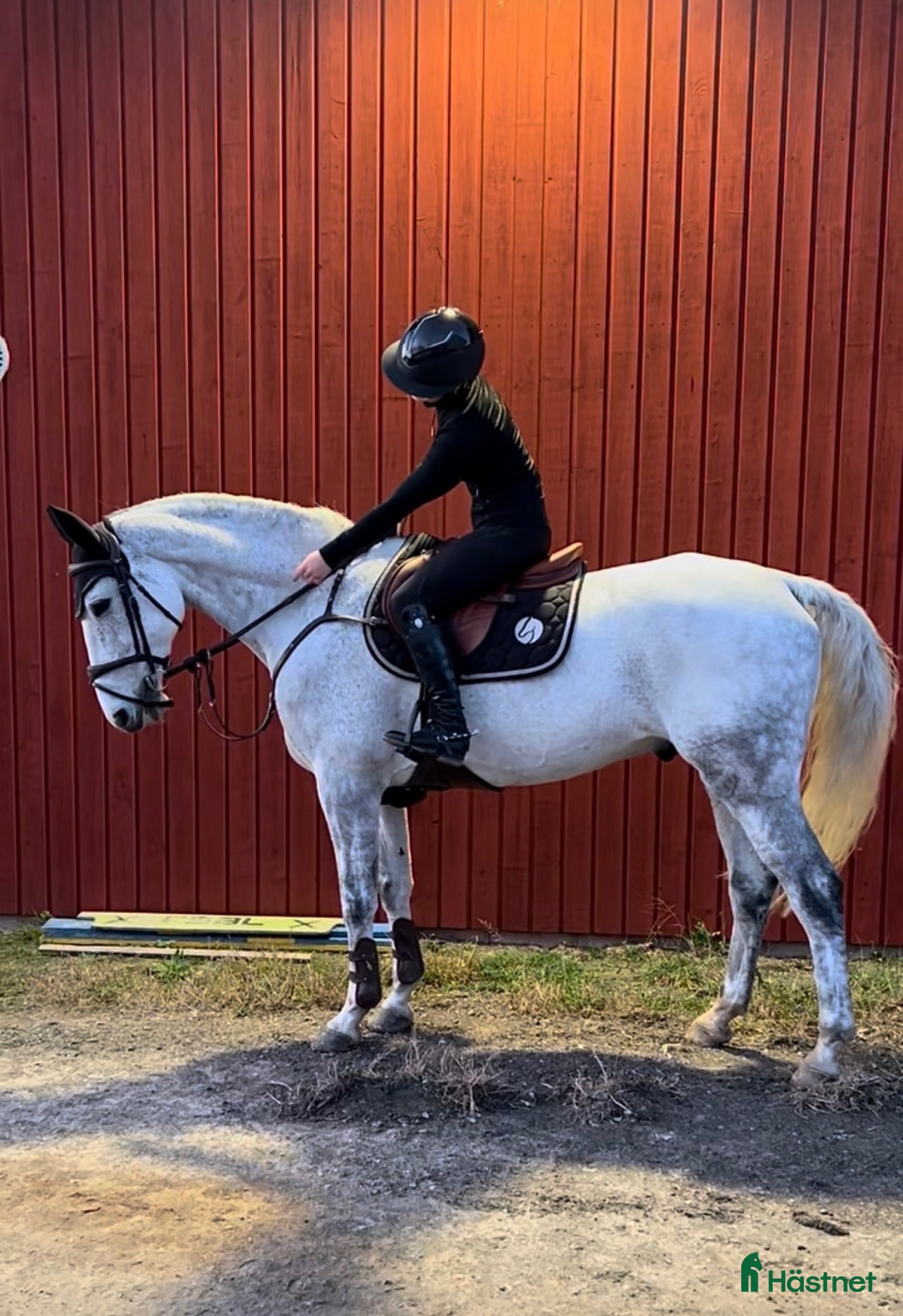  hästar Underbar Allround häst - Annons 1