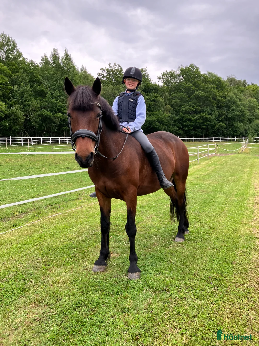 Allround hästar till salu: Trygg familjeponny! i Uddevalla - Annons 1