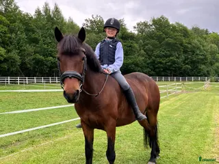 hästar Trygg familjeponny! - Annons 14