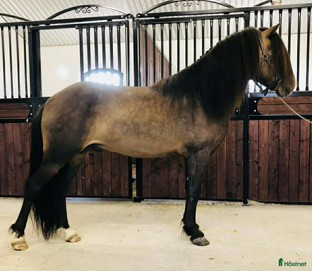 Island hästar till salu: Vacker fyrgångs valack med häftig färg X faktor i Gimo - Annons 3