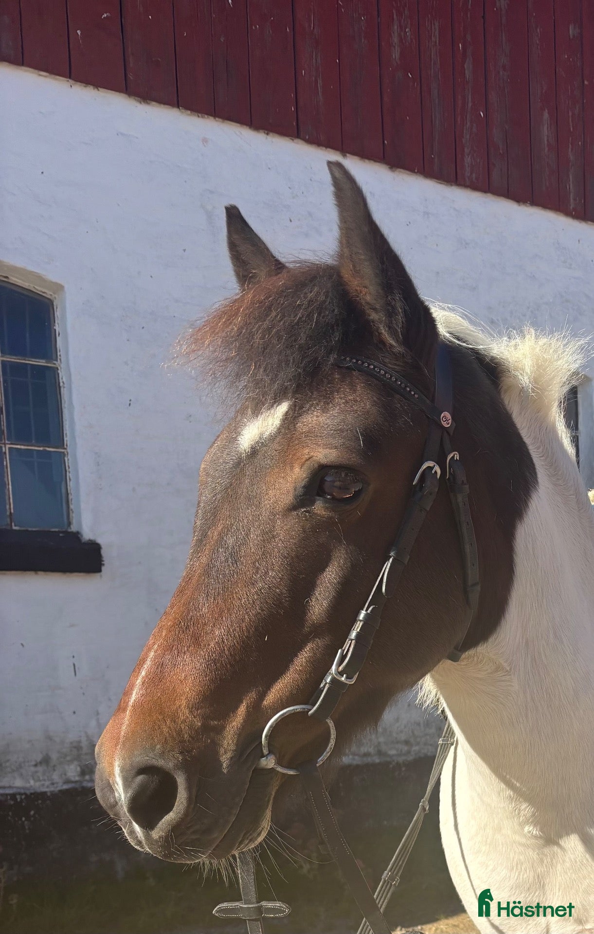  hästar Roffe letar nytt hem. - Annons 2