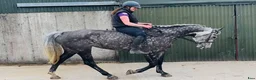 Allround hästar till salu: Stunning Irish mare  - Annons 10