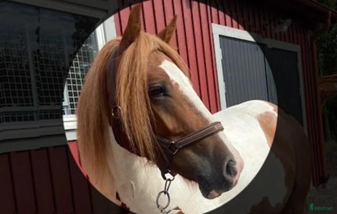 Allround hästar till salu: Charmtrollet Bombibitt, D-ponny  - Annons 1