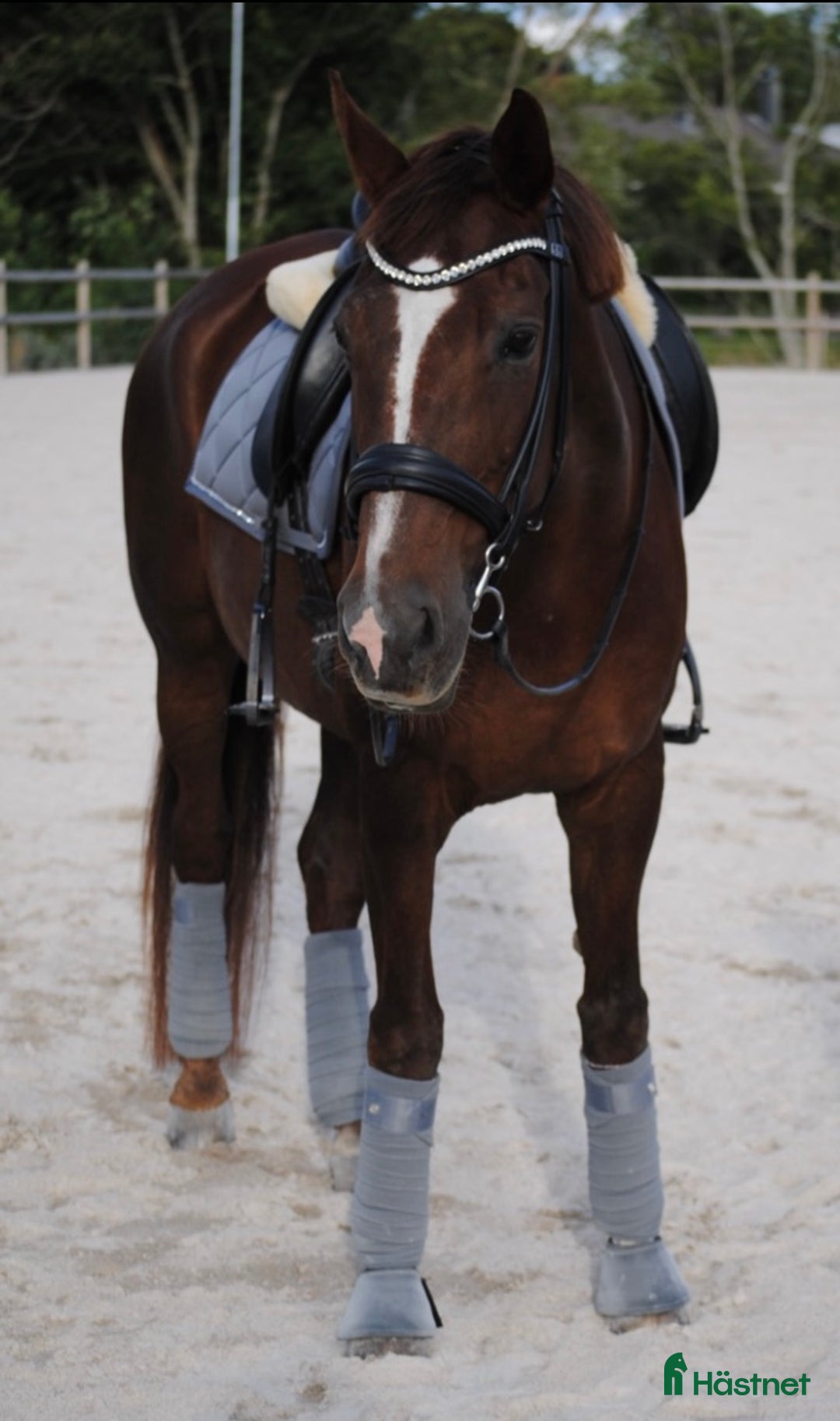  medryttarhäst finnes: Medryttare/fodervärd sökes till läromästare  i Onsala - Annons 2