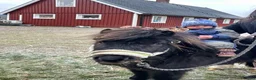Sällskap hästar till salu: Peppe  - Annons 2