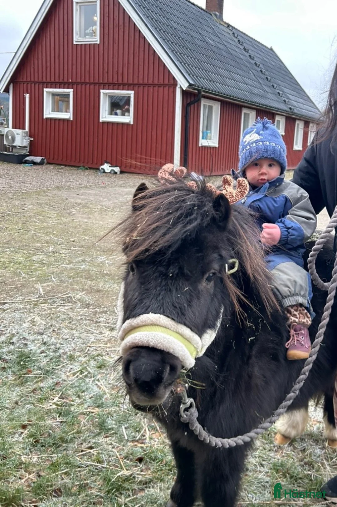 Sällskap hästar till salu: Peppe  - Annons 2