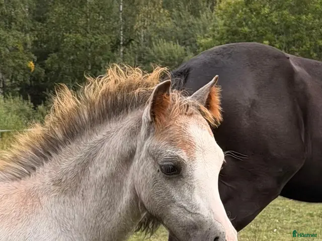 hästar till salu: Ekbäckens stuteri,Welsh Mountain hingst - Annons 1