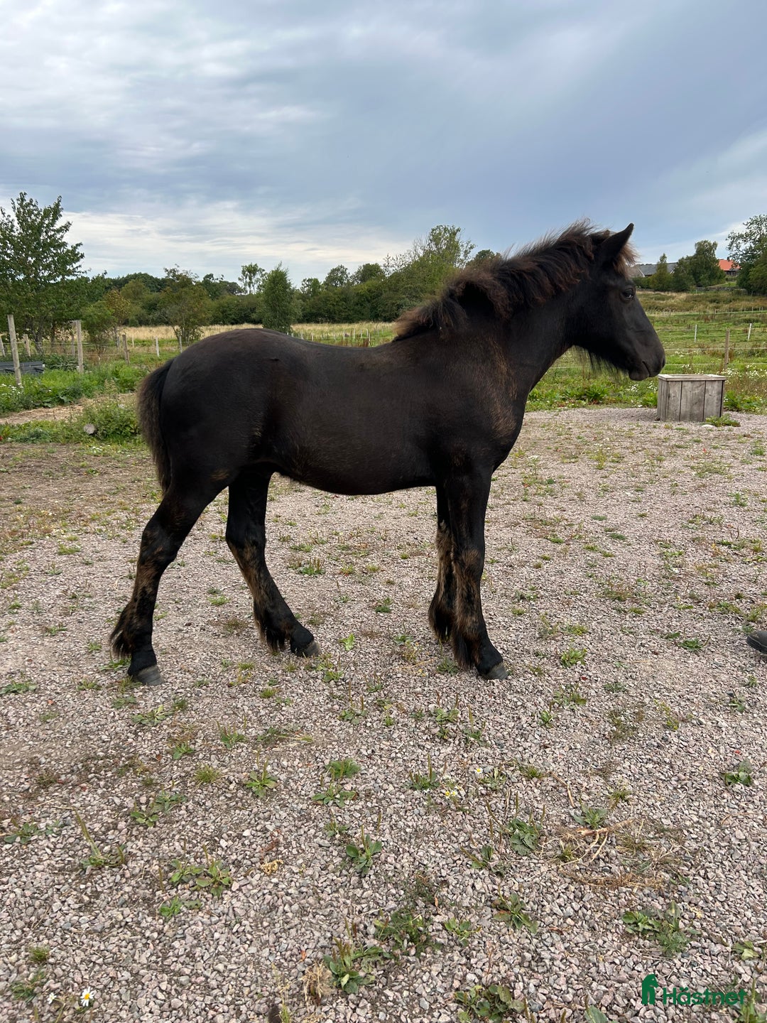 Allround hästar till salu: Allsidig hingstunge i Höör - Annons 5