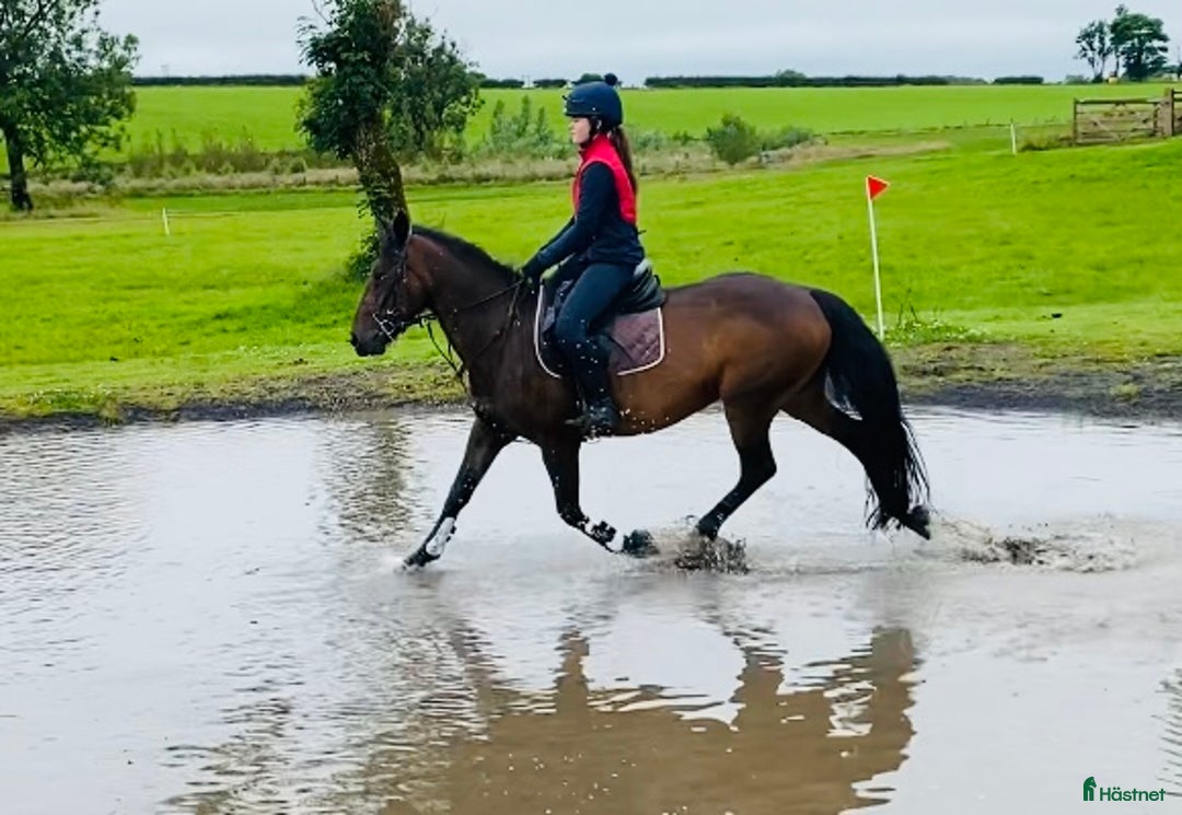 Allround hästar till salu: Selection of Irish ponies i Ljungby - Bild 11