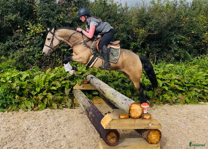  hästar Easy 148 pony - Annons 16