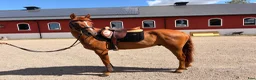 Allround hästar till salu: Lovande hopp ponny  - Annons 3