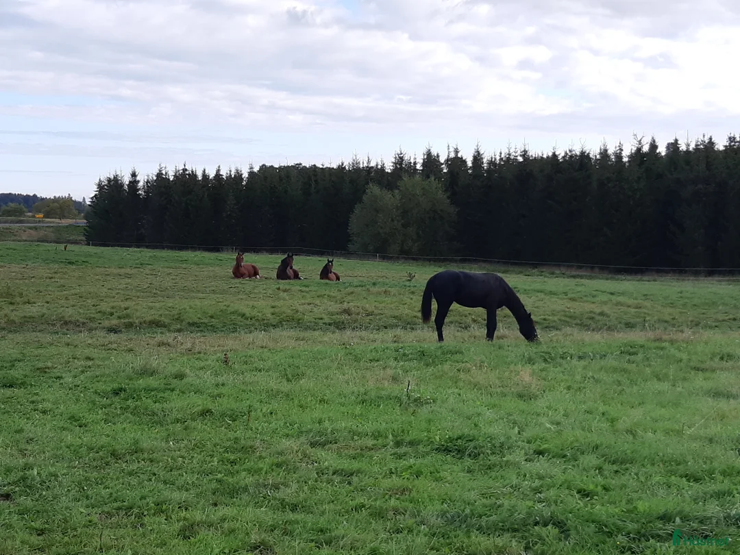  stallplats finnes: Boxplats mellan Linköping och Norrköping i Linghem - Annons 5