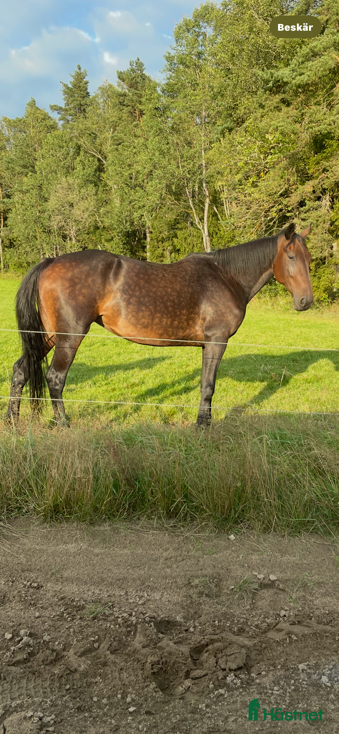  hästar Nytt pris, Dräktigt sto m Googo gaaga i Rävlanda - Annons 13
