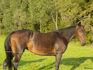 hästar Nytt pris, Dräktigt sto m Googo gaaga i Rävlanda - Annons 1