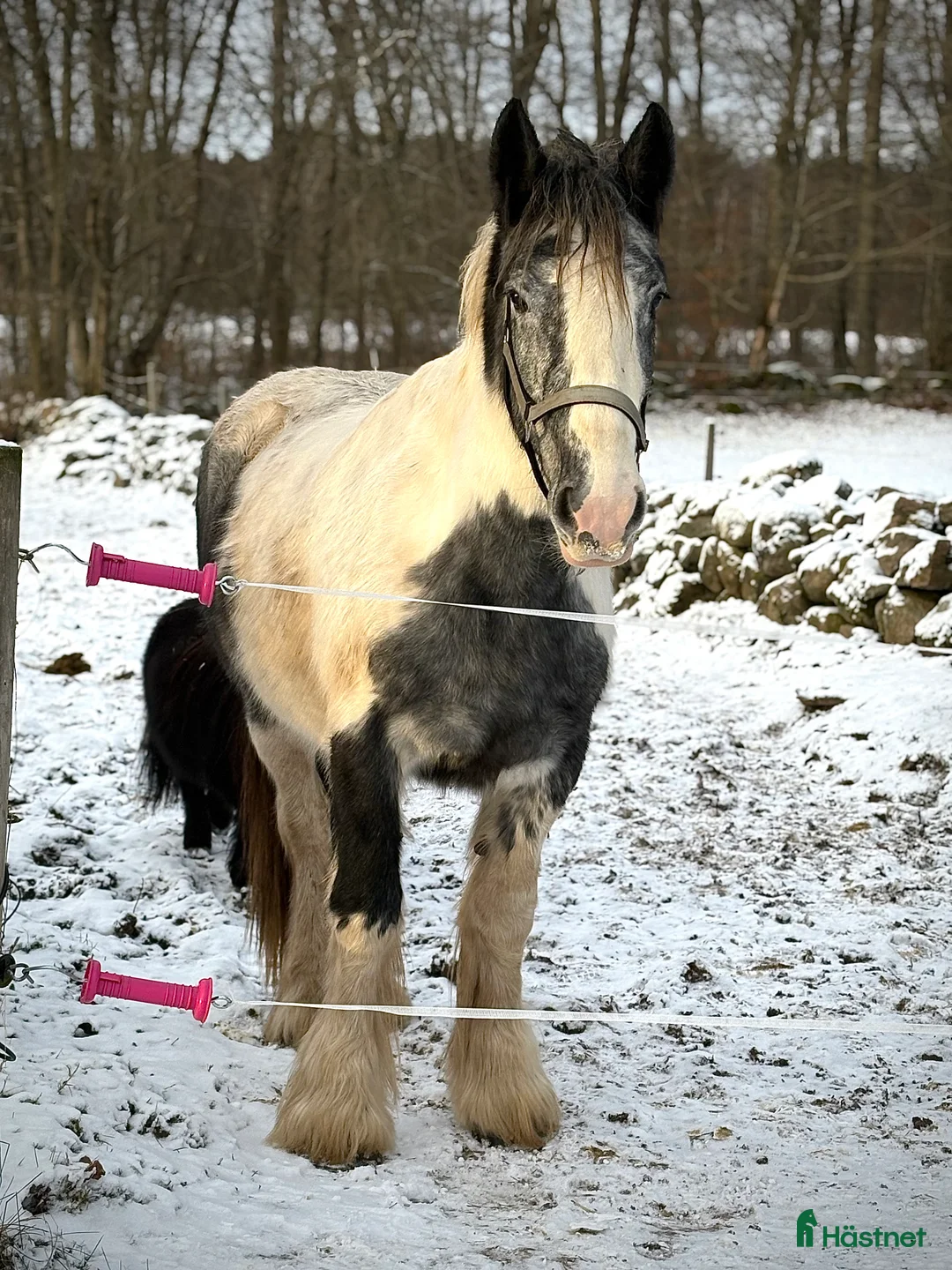 Övrigt hästar till salu: Fina tjejen Luna i Vankiva - Annons 2