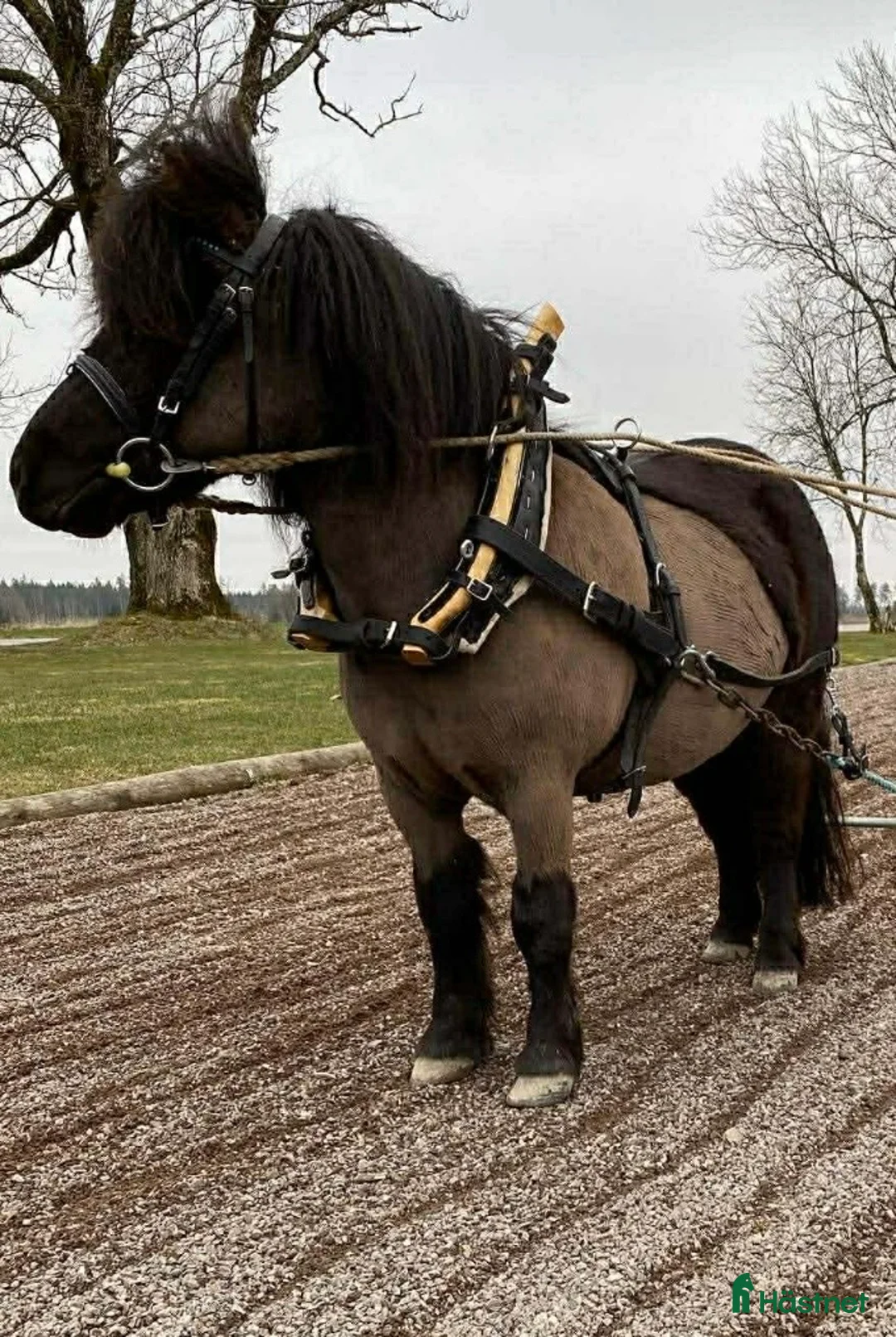 Körselar körning till salu: Trevlig Loksele till Shetlandsponny  - Annons 1