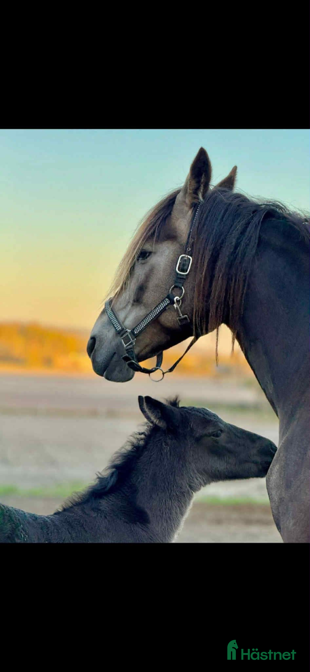 Allround hästar till salu: Fin mor och dotter häst!  i Bjästa - Annons 5