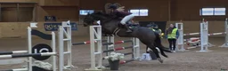 Hoppning hästar till salu: Lovande D-ponny med hjärta och potential 🌟 - Annons 3
