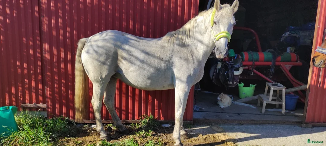 Avelshästar hästar till salu: Lipizzanersto - Annons 2