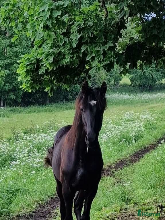  hästar Flott 2åring med mycket kvalitet!  i Tjällmo - Annons 13