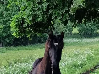 Dressyr hästar till salu: Flott 2åring med mycket kvalitet! i Tjällmo - Annons 2