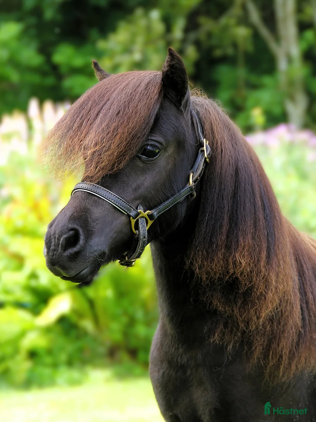 Allround hästar till salu: Bedårande minishetlandssto - Annons 3