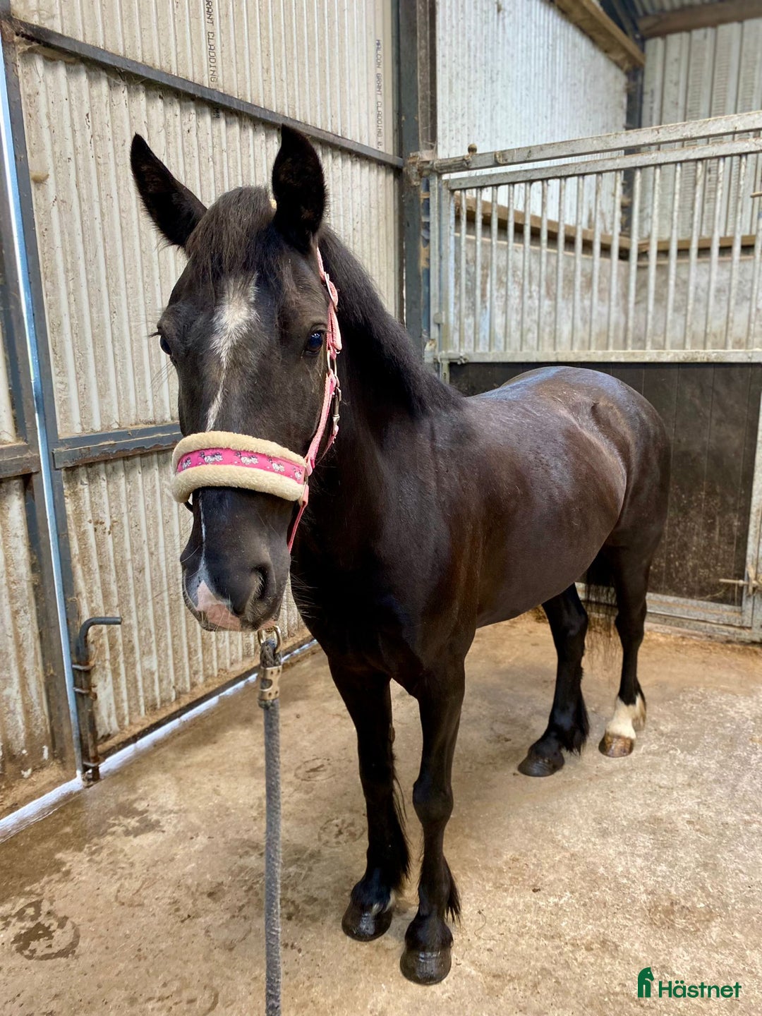 Allround hästar till salu: Selection of Irish ponies i Ljungby - Bild 20