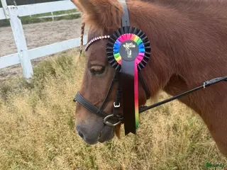 hästar Shetlandssto i Alnö - Annons 14