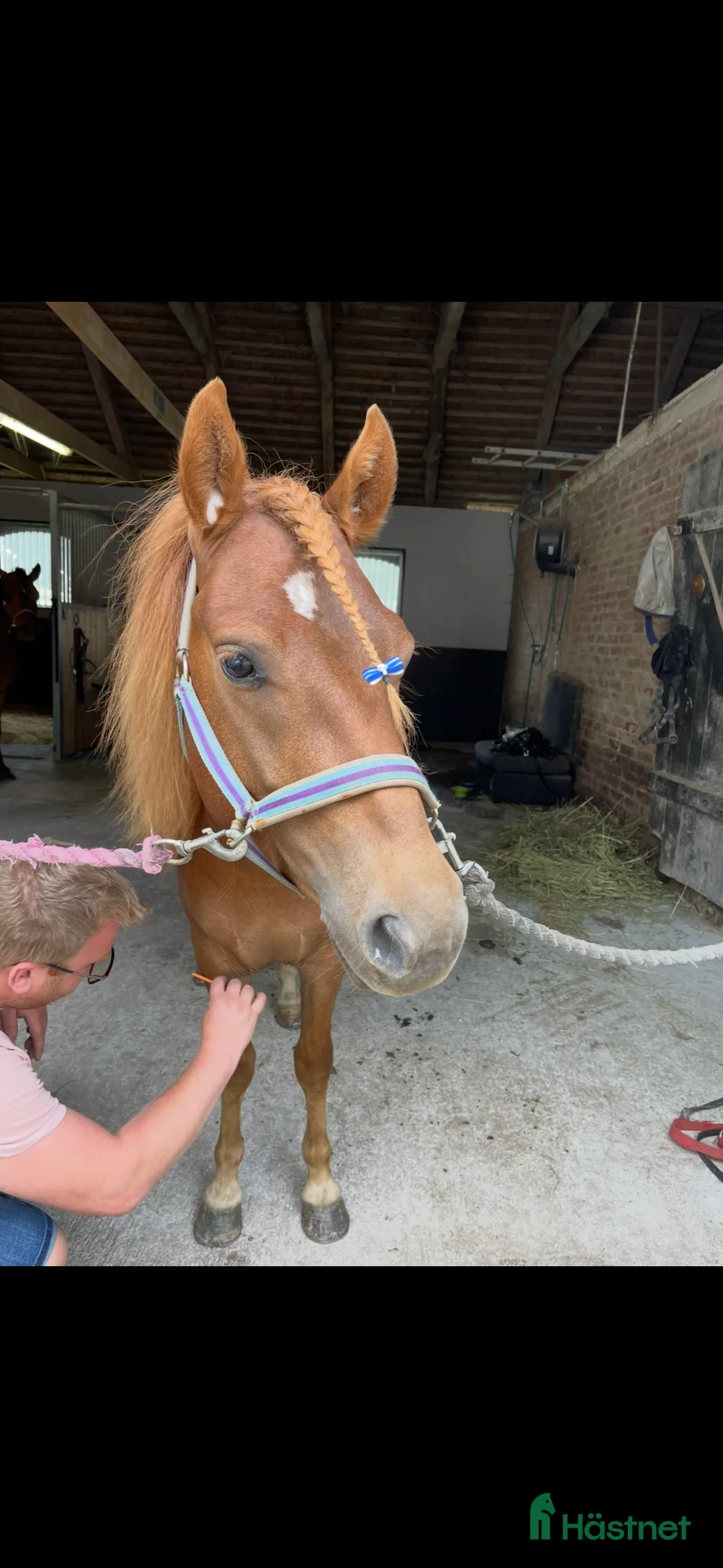 Trav hästar till salu: Trevlig och snygg fuxkille - Annons 2