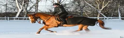  hästservice finnes: Plats för utbildningshäst eller rehab. i Häggeby - Annons 1